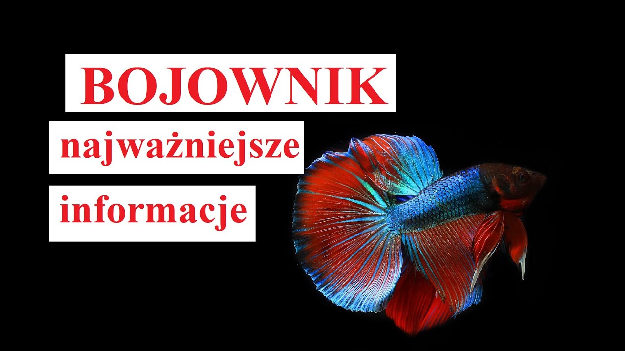 ryba BOJOWNIK - najważniejsze INFORMACJE
