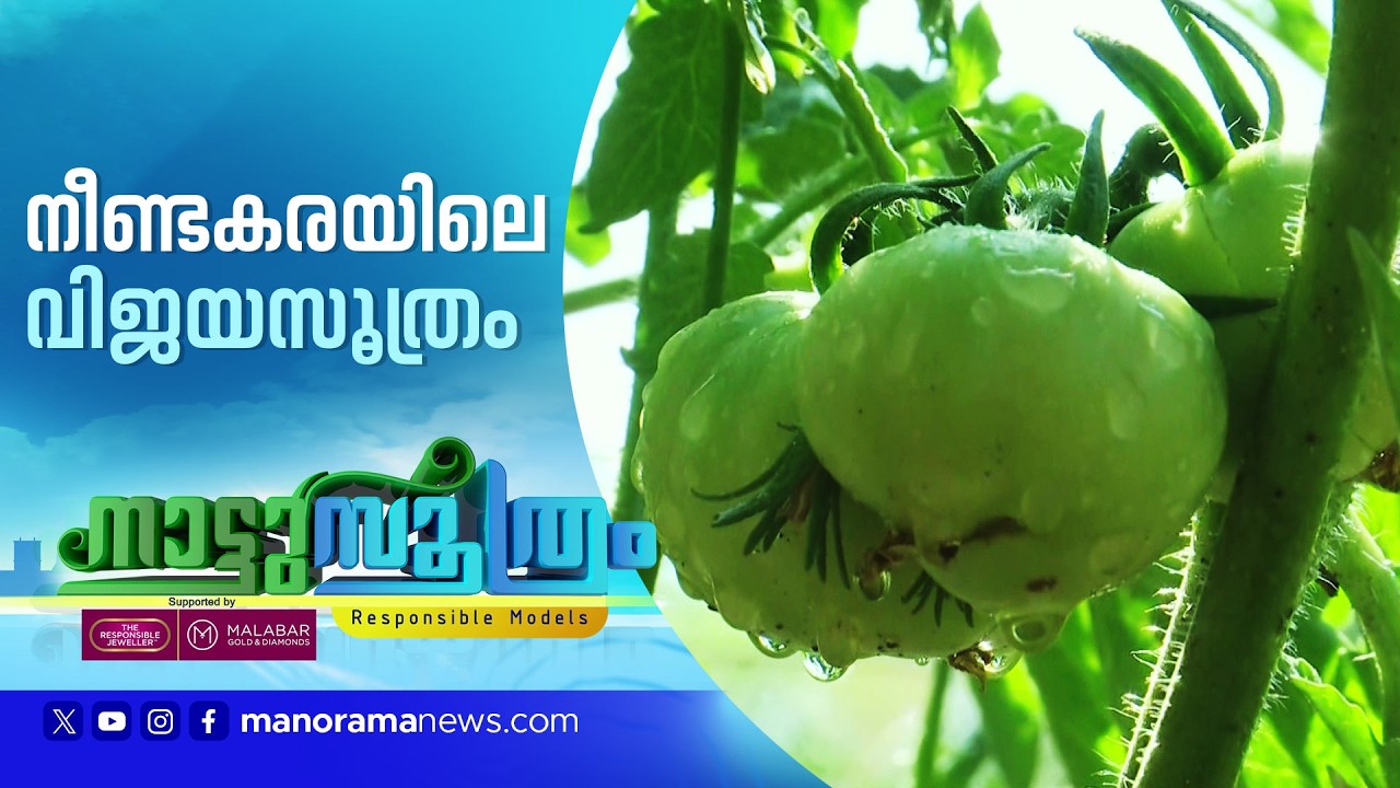 കാടുപിടിച്ച ഭൂമിയിൽ നൂറുമേനി വിളവ്; നീണ്ടകര ഹാർബറിലെ കൃഷിവിശേഷം |Nattu Soothram | Farming