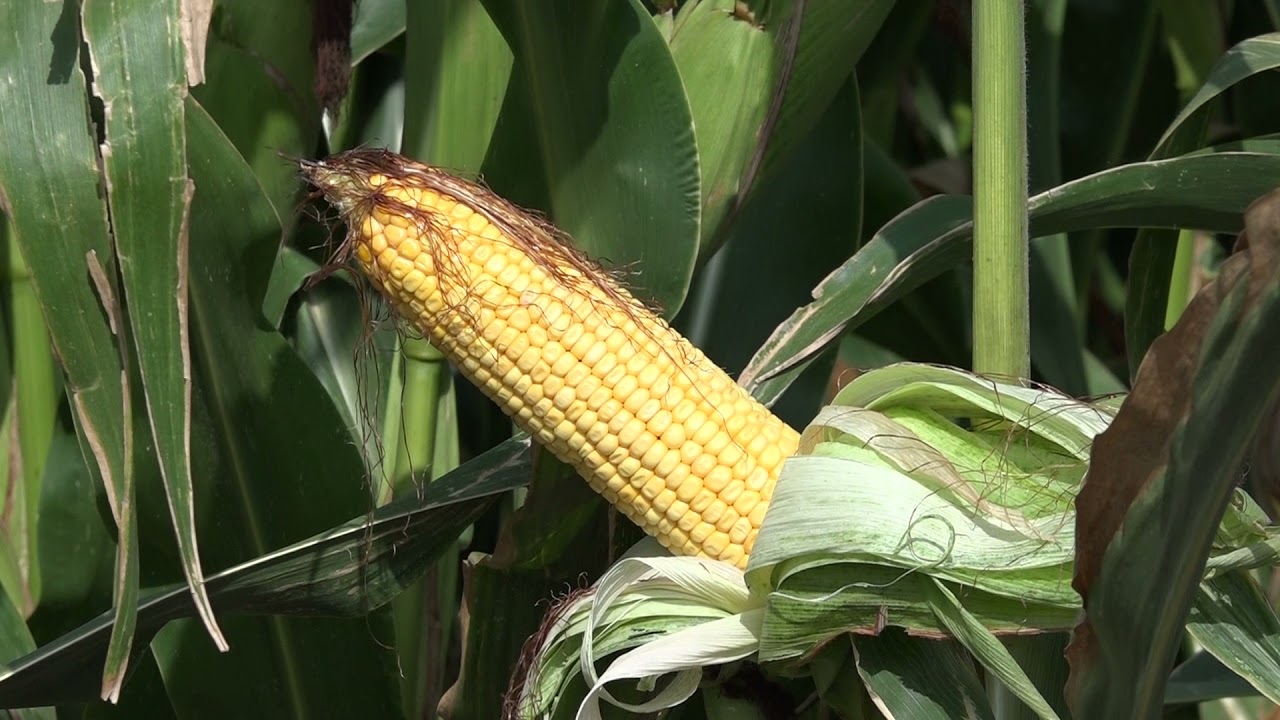 НОВА СЕЛЕКЦИЯ ОТ ПИОНЕР В ЦАРЕВИЦА