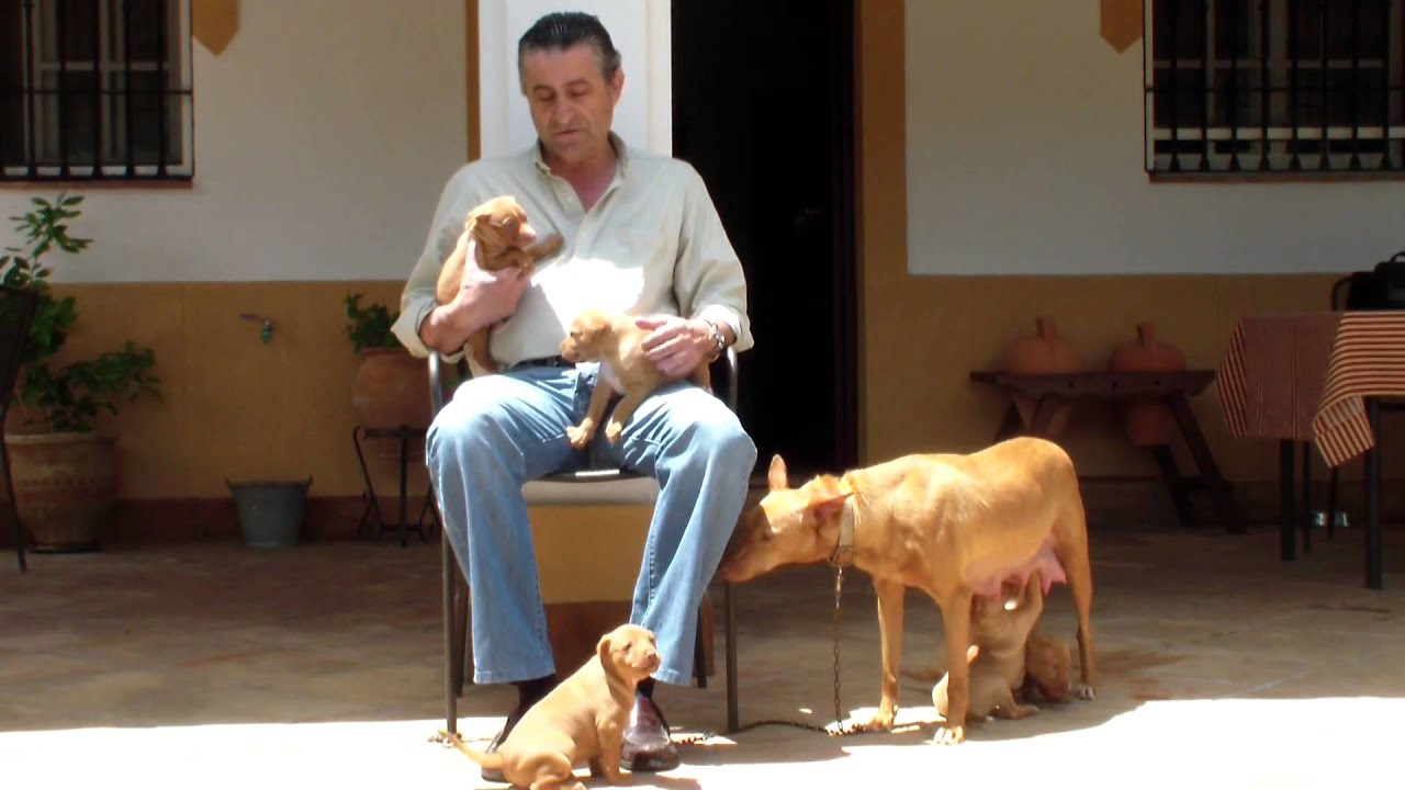 El Podenco Andaluz I