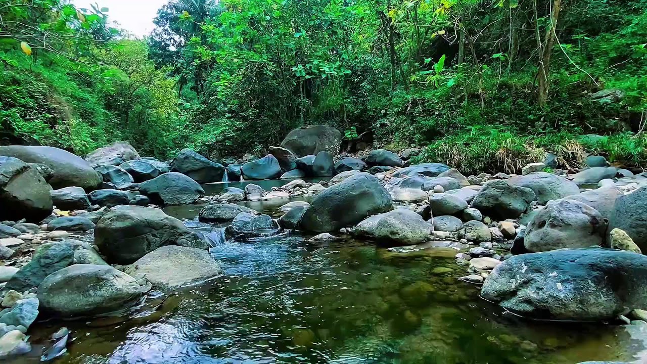 Mountain Stream Relaxing Flow, Forest River Water, Sleeping