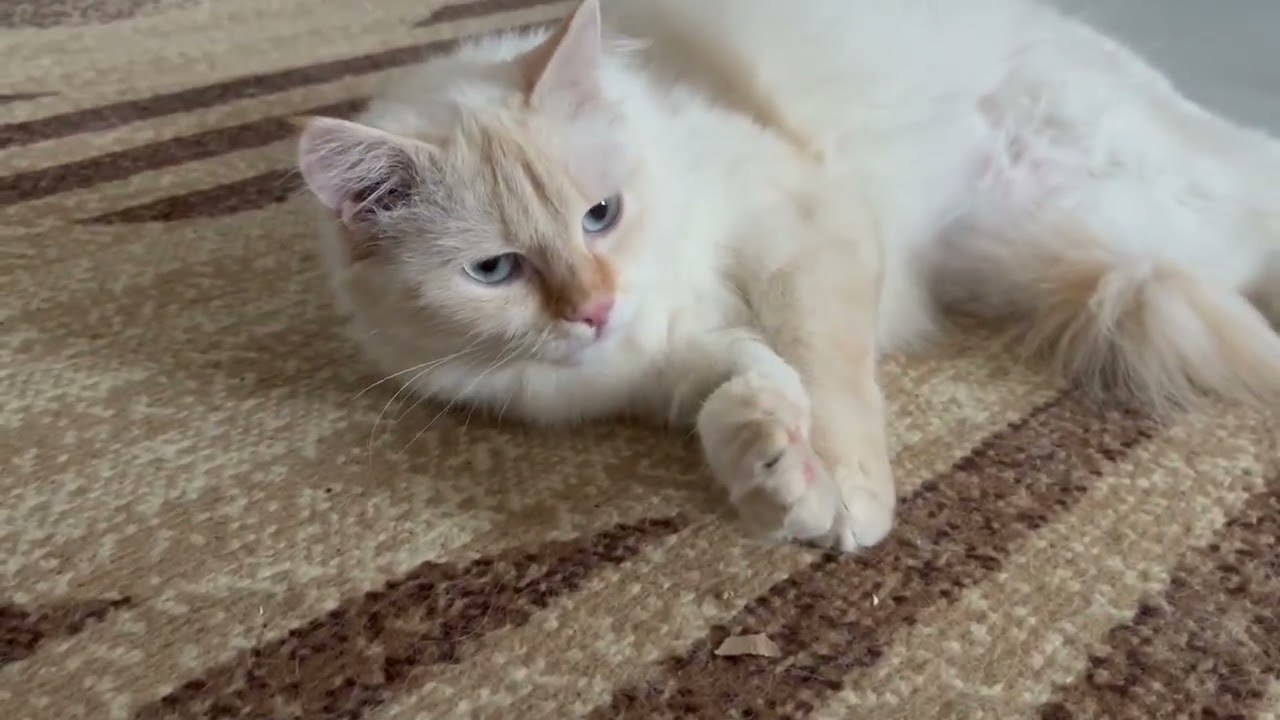 Бусинковая Бусинка #cat #cute #animals