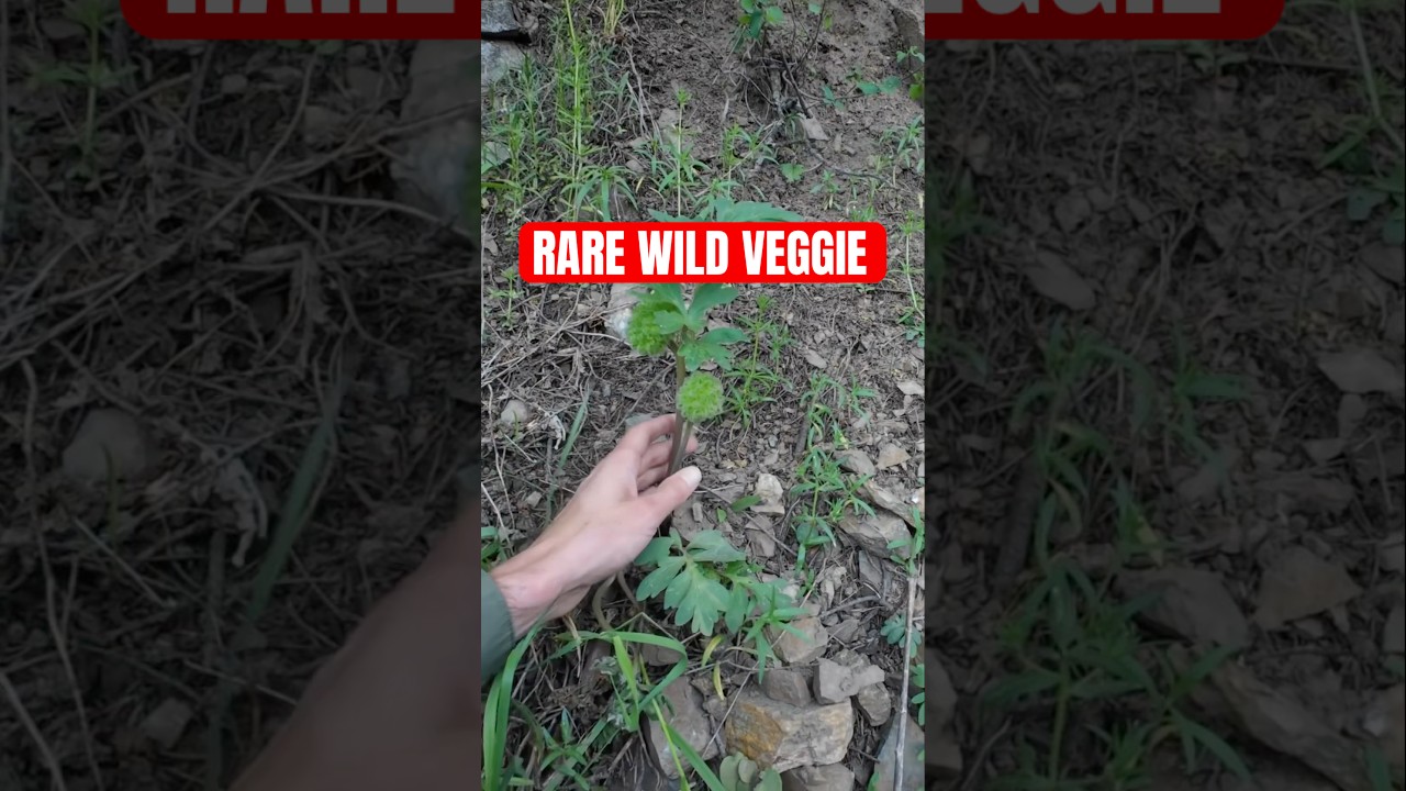 Can&rsquo;t believe we found this edible wild plant🤯 #foraging #foragedfood #forager