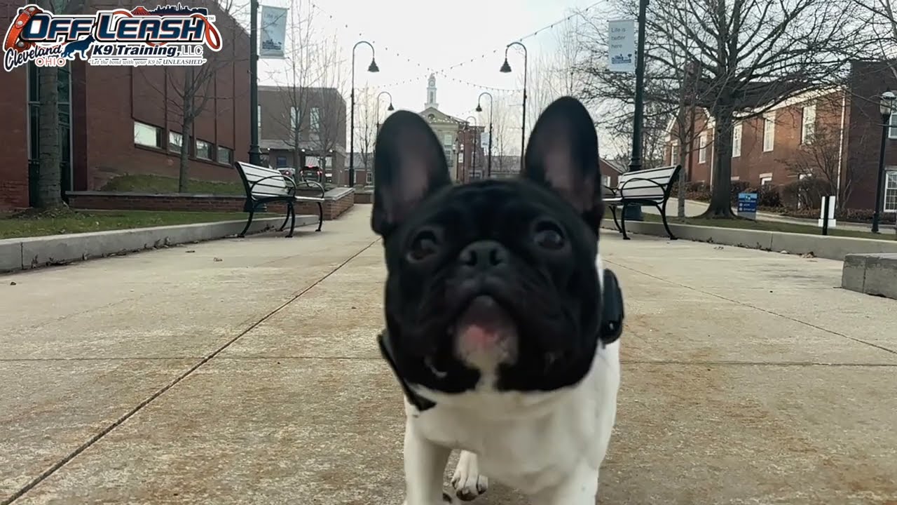 Zeke | 1 Year Old French Bulldog | Best Dog Trainer Cleveland, Ohio | Basic Obedience Training