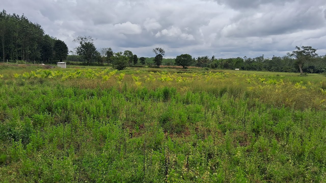 🌿 2 Acres Agriculture Land for Sale near Belur, Hassan | Farm Land with Areca Plants | Villbiz  🌿