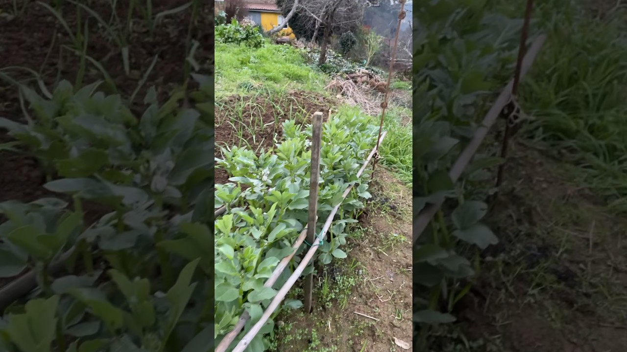 Cultivo de HABAS: NO ABONES, se alimentan del aire | en20metros #habas