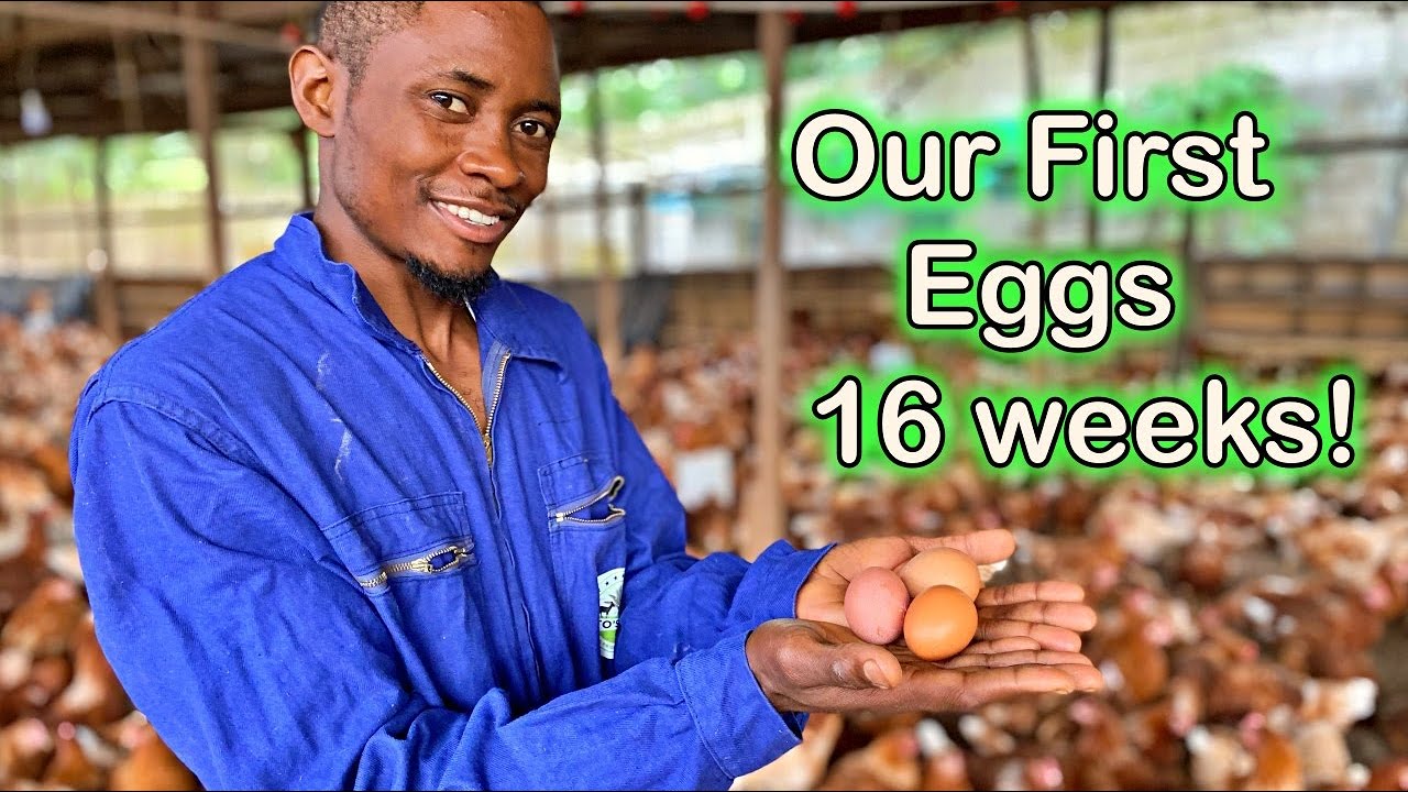 First Eggs at 16 Weeks Old! Our First Eggs Have Arrived! | Otto's Farms 🥚🐔