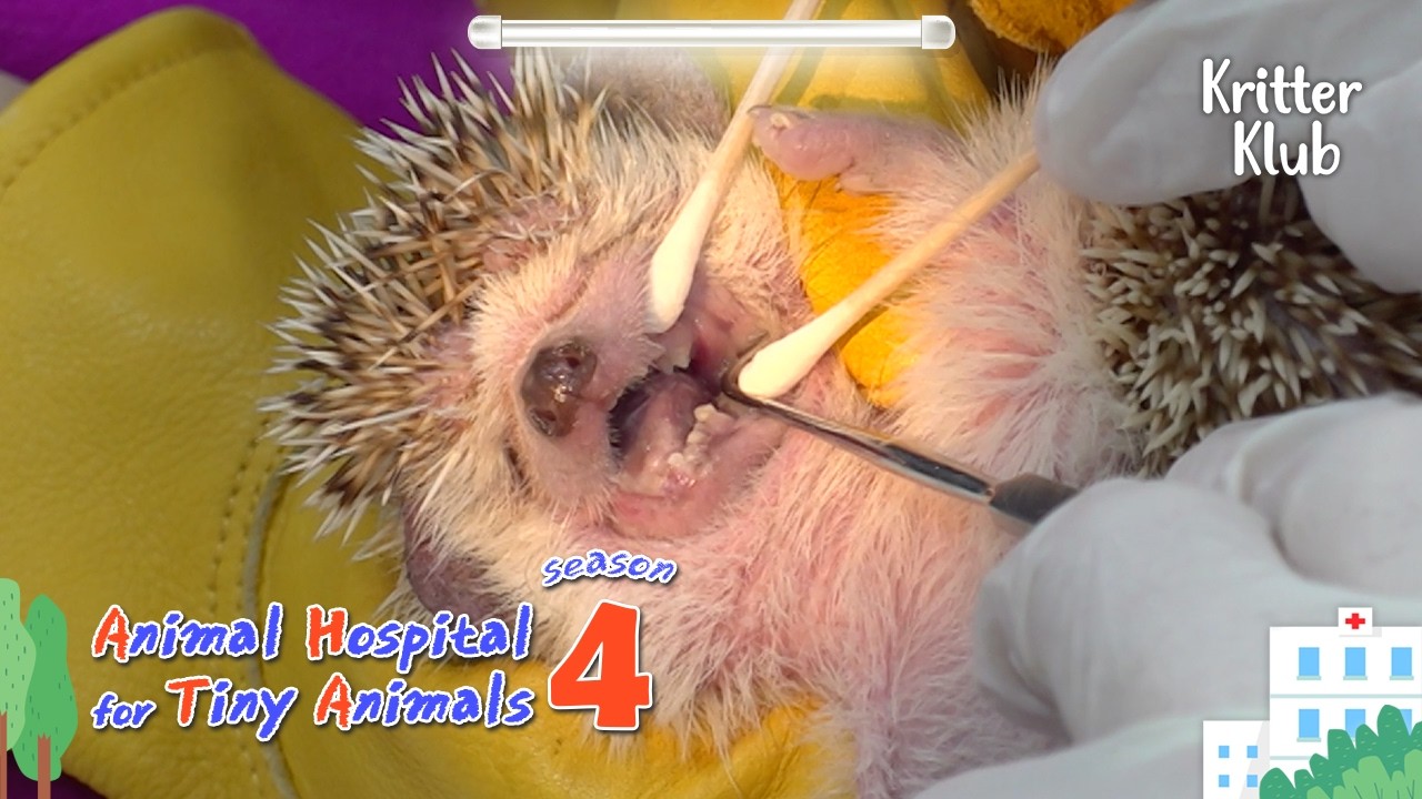Today's Patient: Hedgehog I Animal Hospital For Tiny Animals Season 4