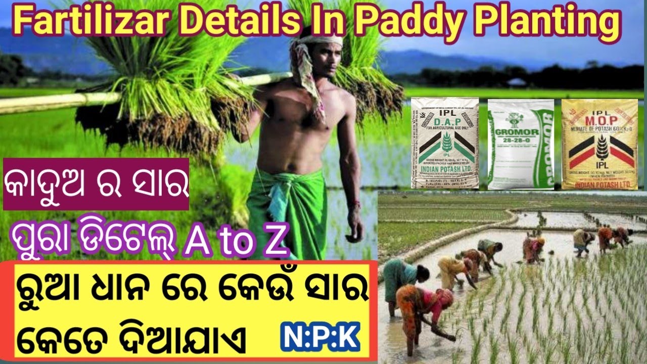 ରୁଆ ଧାନ ରେ କେତେ ସାର ଦିଆଯାଏ //ରୁଆ ଧାନ ସାର//fartilizar details in paddy planting