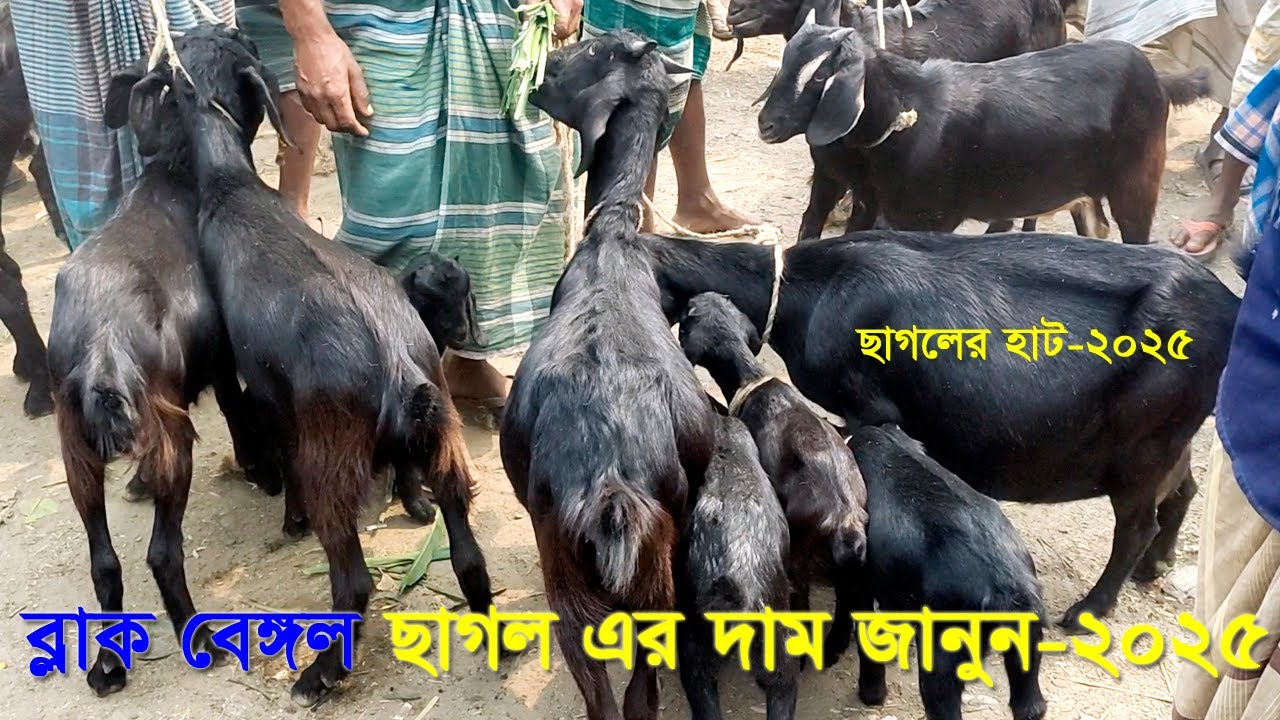 ব্লাক বেঙ্গল ছাগলের দাম জানুন। ছাগলের হাট ২০২৫। পিংনা, সরিষাবাড়ী, জামালপুর ২০২৪
