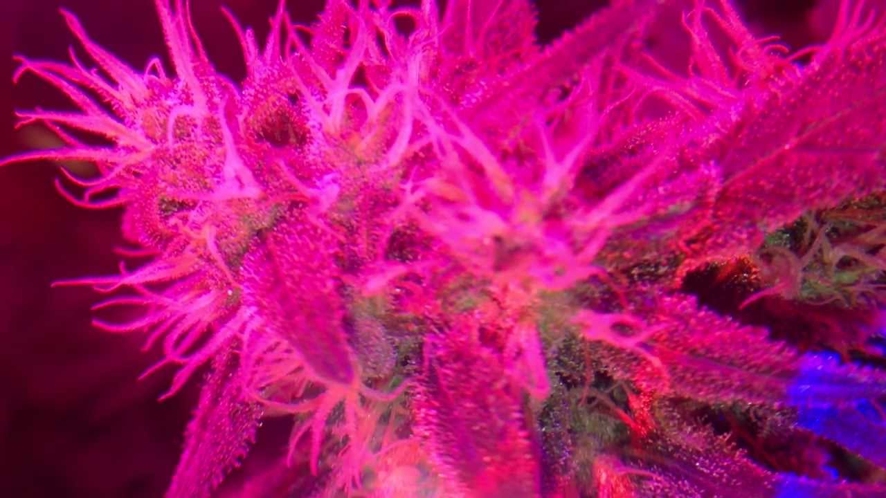 closet grow system with LED light deep water culture