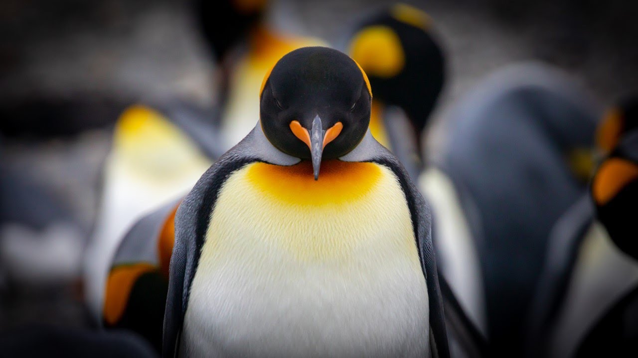 An Inconvenience of Penguins: Epic Voyages in Pursuit of the World’s Most Beloved Bird