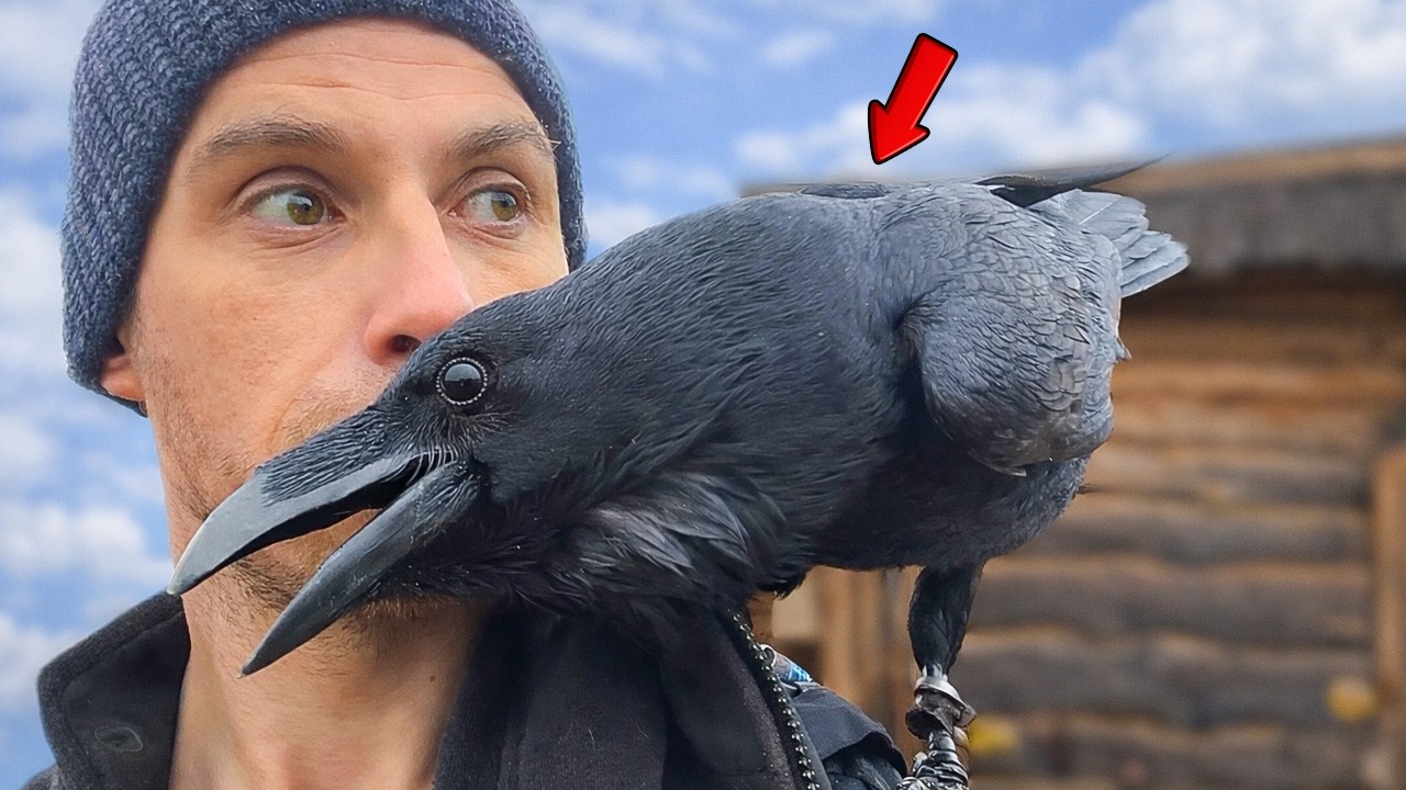 The Raven He Saved Wouldn’t Stop Asking for Cuddles