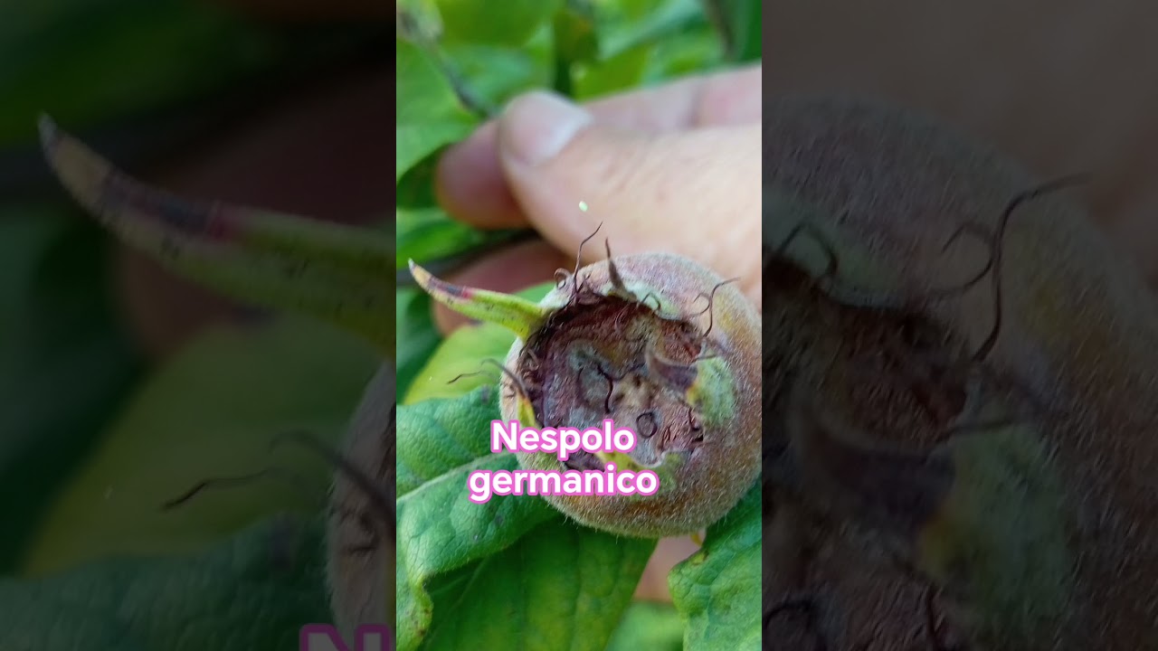 #garden #nespolo #germanico