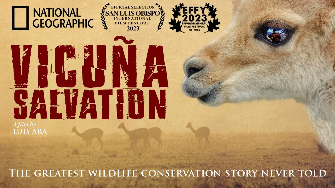 Vicu&ntilde;a Salvation - The greatest wildlife conservation story never told.