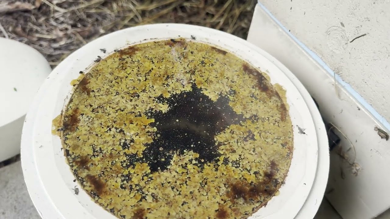 3D Printed Stingless Bee Hives
