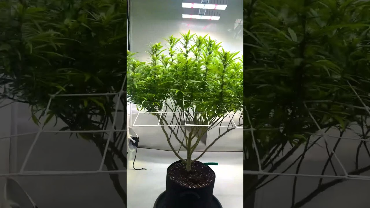 Watermelon Zkittlez [Part 5] &ndash; Strong Growth & Canopy Update 🌱