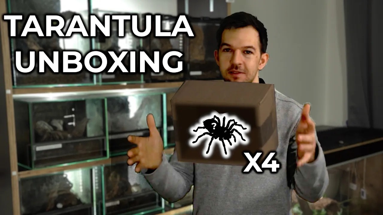 Unboxing Four UNIQUE Tarantulas (Winter Shipment❄️)