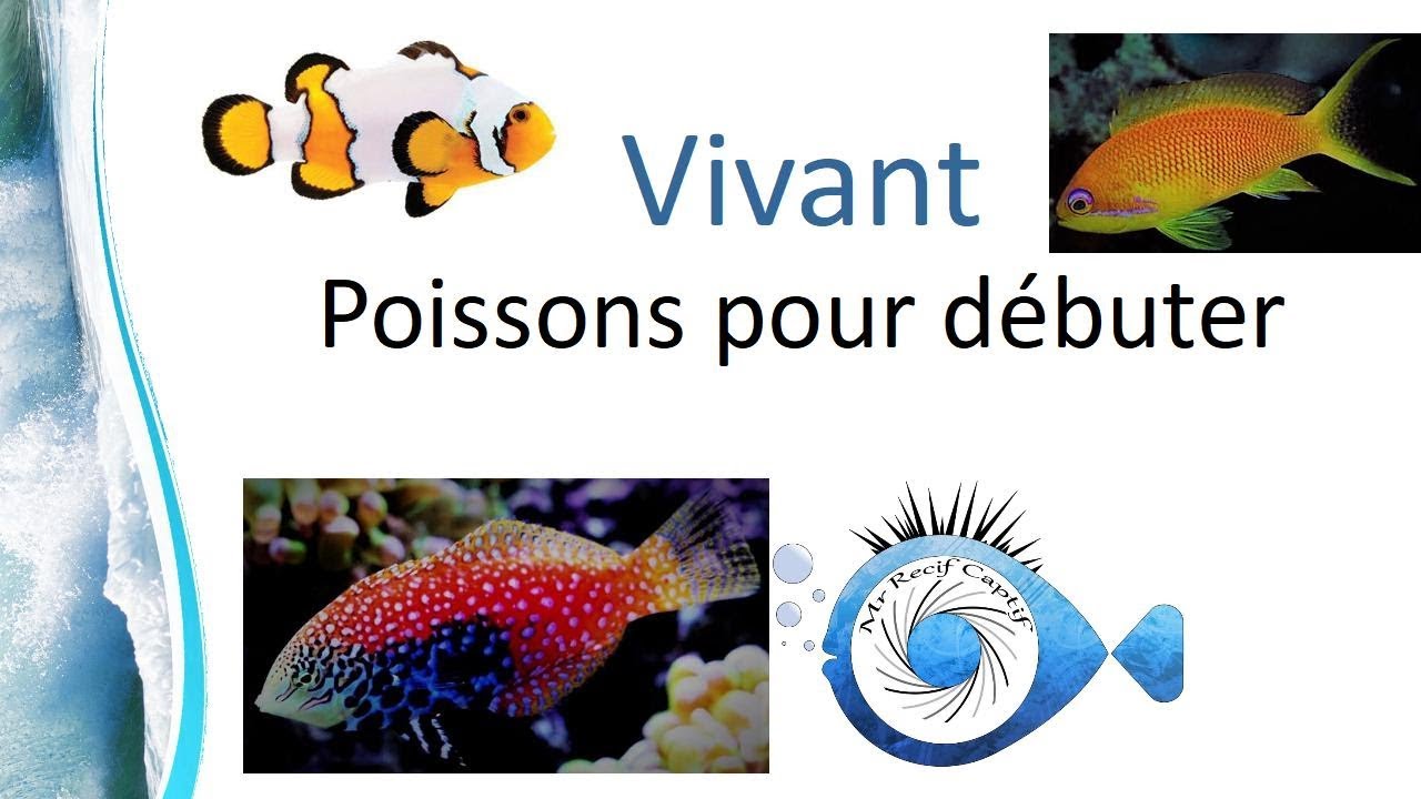 7 Idées de poissons pour débuter - Mr Recif Captif #259