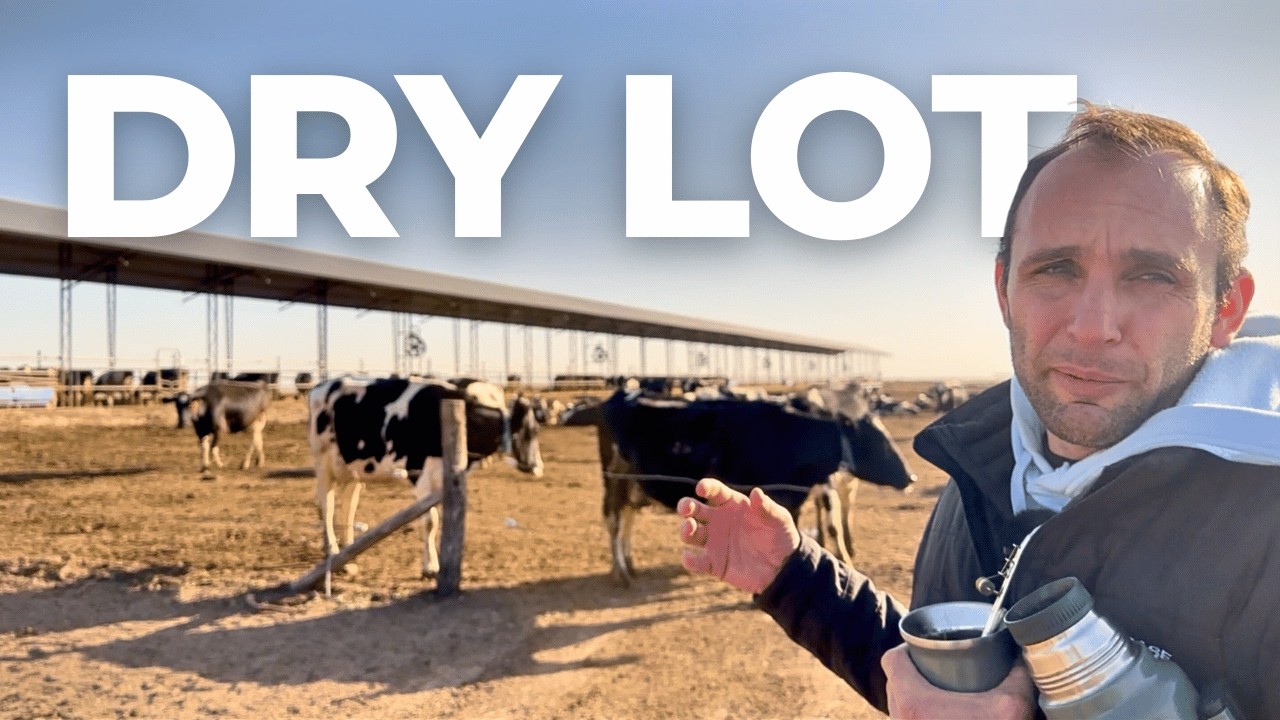 16,000 LITERS OF MILK PER DAY WITH ROBOTIC MILKING IN ARGENTINA 🇦🇷