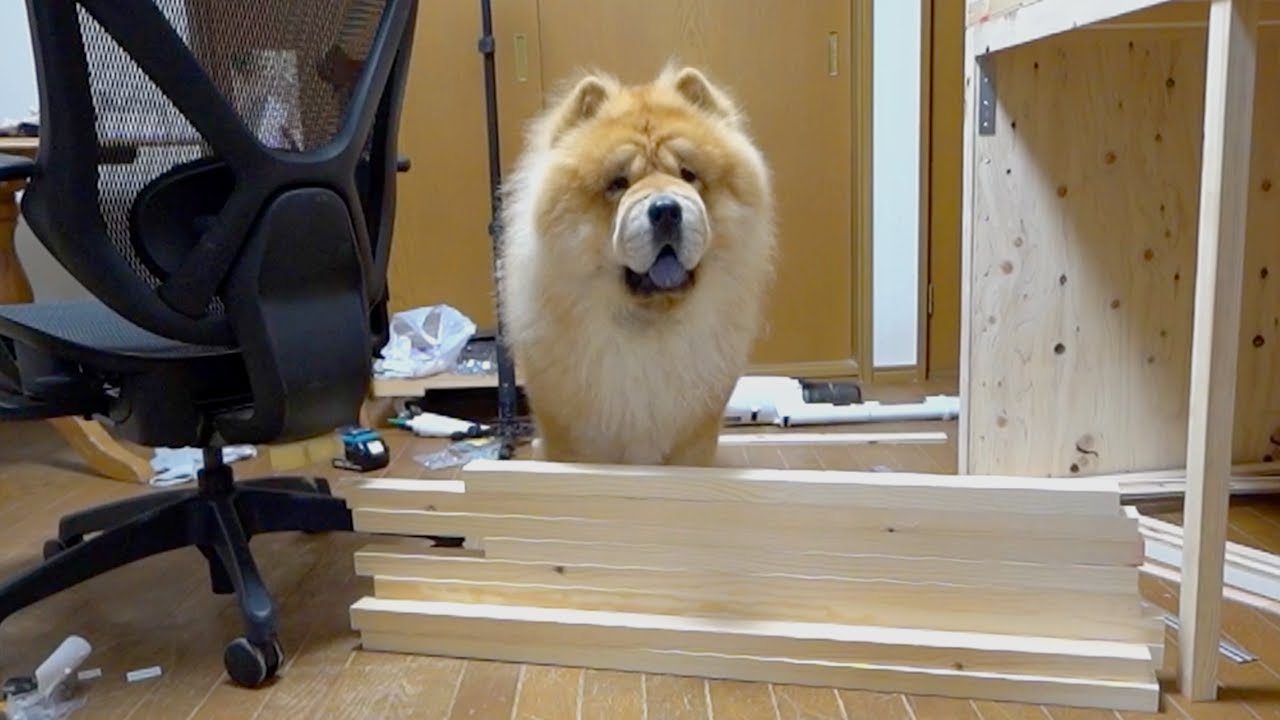 チャウチャウ犬の超えられない壁が低すぎる