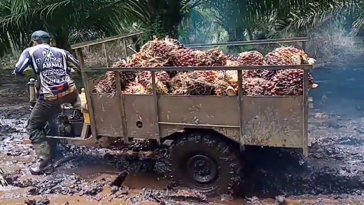Begini lah jadi ny kalau langsir sawit di tanah gambut kalau musim hujan..