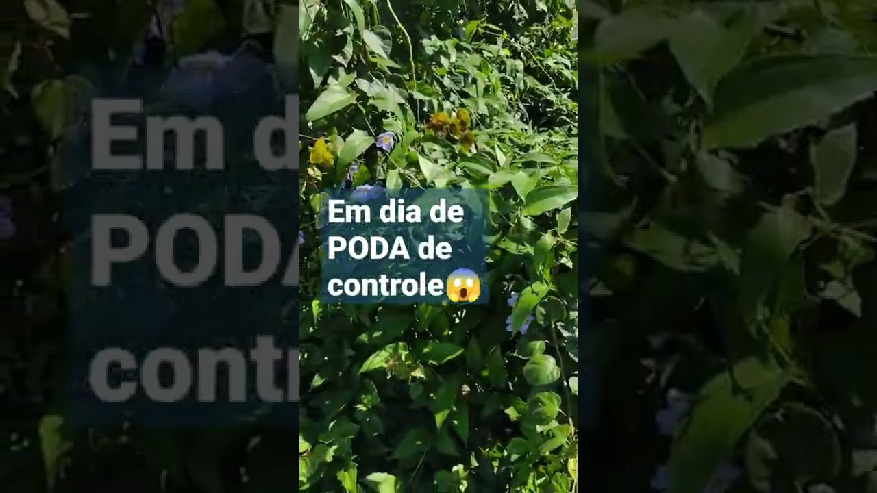 Nosso telhadoverde de #trepadeiras 🌿#shorts #plantas #flores #jardim