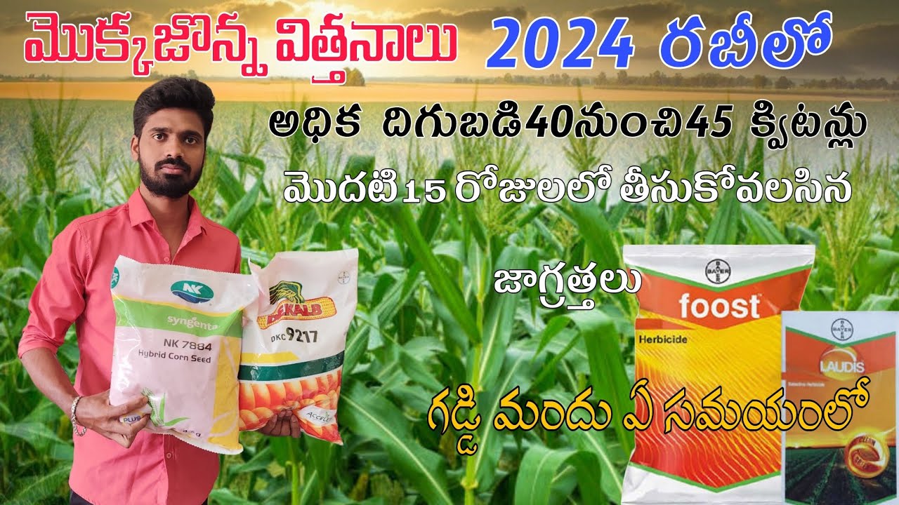 #మొక్కజొన్న విత్తనాలు 2024 రబీలో అధికదిగుబడులు ఇచ్చే విత్తనాలు#మొదటి15రోజులలో తీసుకోవలసిన జాగ్రత్తలు