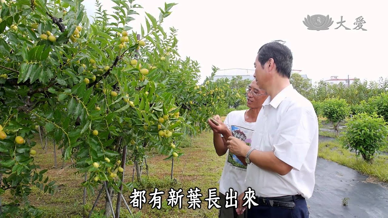 【農夫與他的田】20141004 - 從田裡棗到的幸福