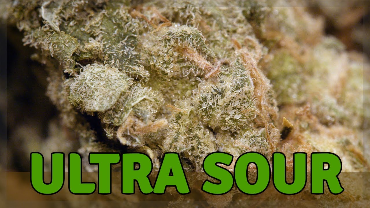 ULTRA SOUR - Hybride Sativa - THC 21%