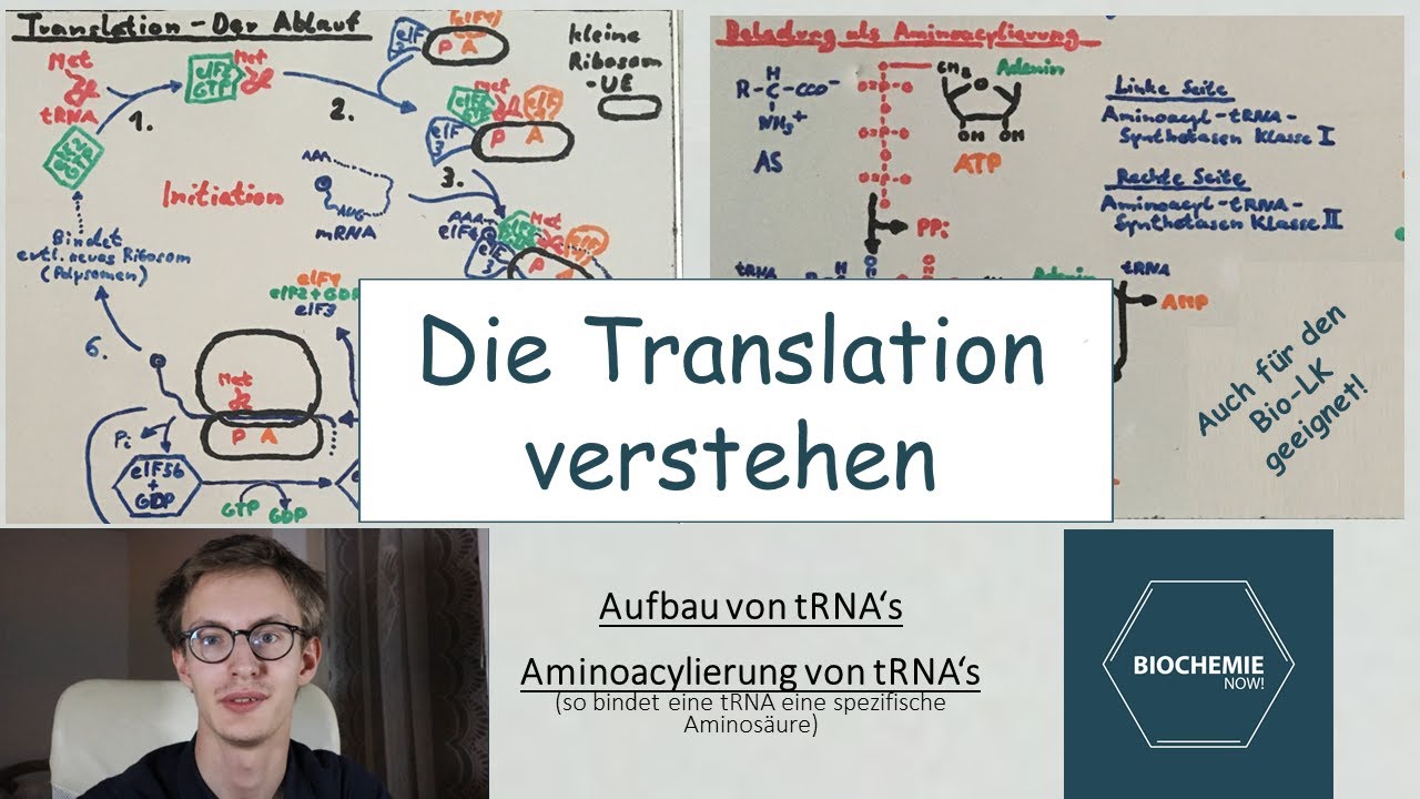 So VERSTEHST du die TRANSLATION (PROTEINBIOSYNTHESE) - BiochemieNow