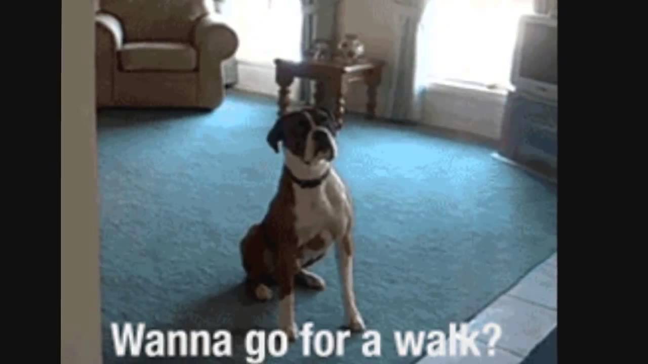 Dog gifs compilation