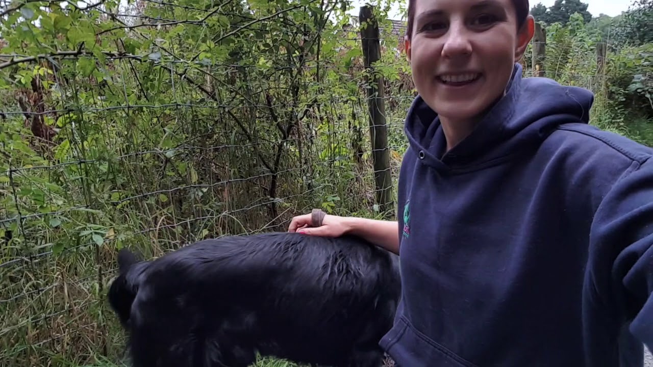 Flat Coated Retriever- Obedience Training!