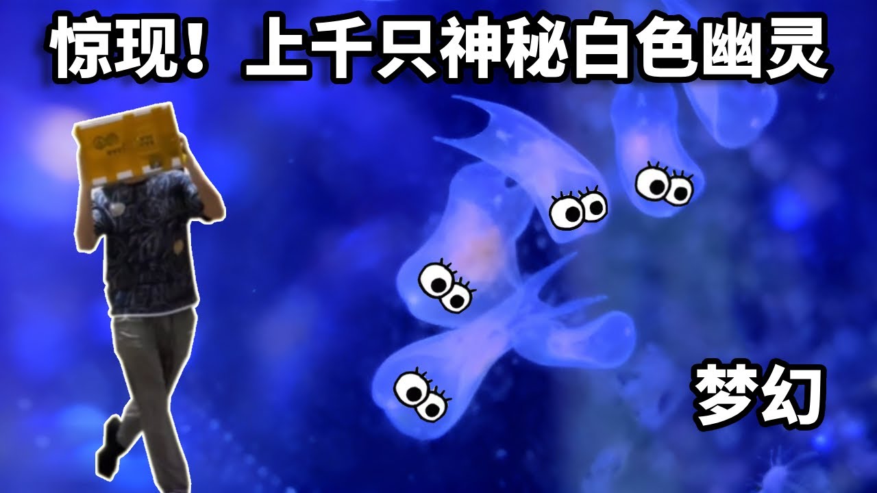 私人海洋猛鱼缸出现上千只白色幽灵，还是刚出生两三天的幼体，仅用一天就生成了新形态#海洋盲盒#海洋生物