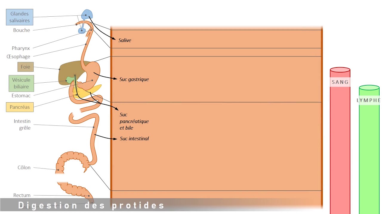 1ST2S - Bilan de la digestion chimique