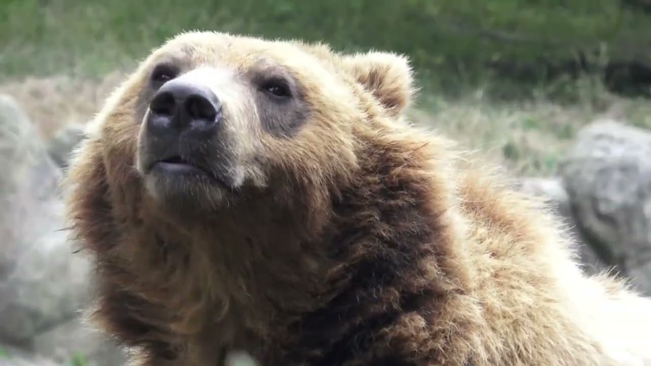 The Grizzly Cash Reward That Didn't Pay Out