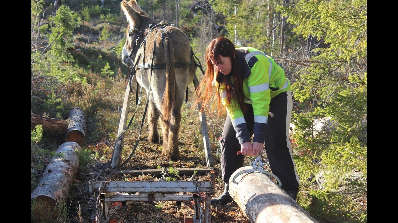 Donkey logging