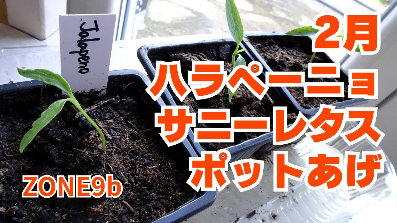 種まきしたハラペーニョをポット上げ| 多品種栽培 | 種から育てる