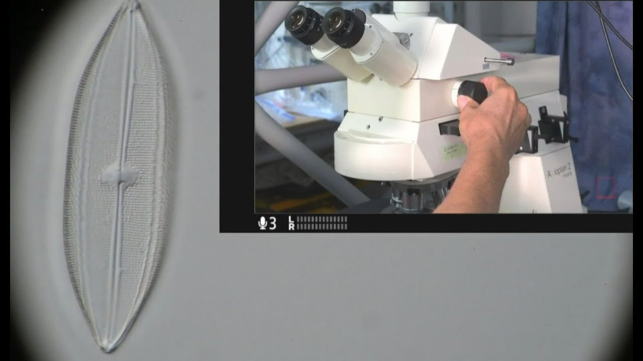 Zeiss Axioplan-2ie Upright High NA - DIC Fluorescence Microscope - Diatom Specimen