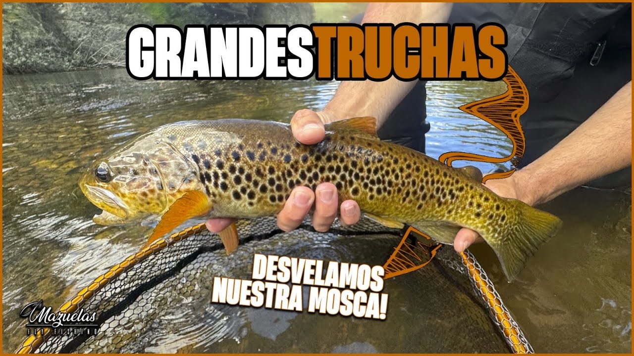 Grandes truchas a mosca. Mira cual es la mosca del momento.