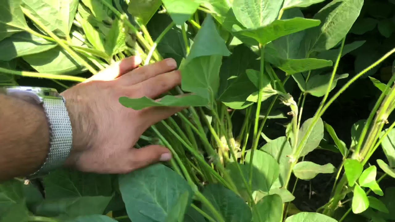 Soya Fasulyesi Yetiştiriciliği Soya Fasulyesinde Bitki Besleme, Hastalık ve Zararlılar
