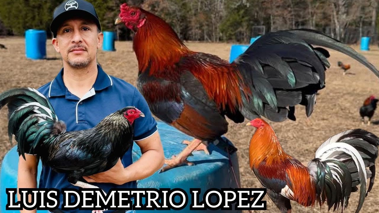 Luis Demetrio Lopez LDL FARM Free Range Big Farm Outdoor Pens