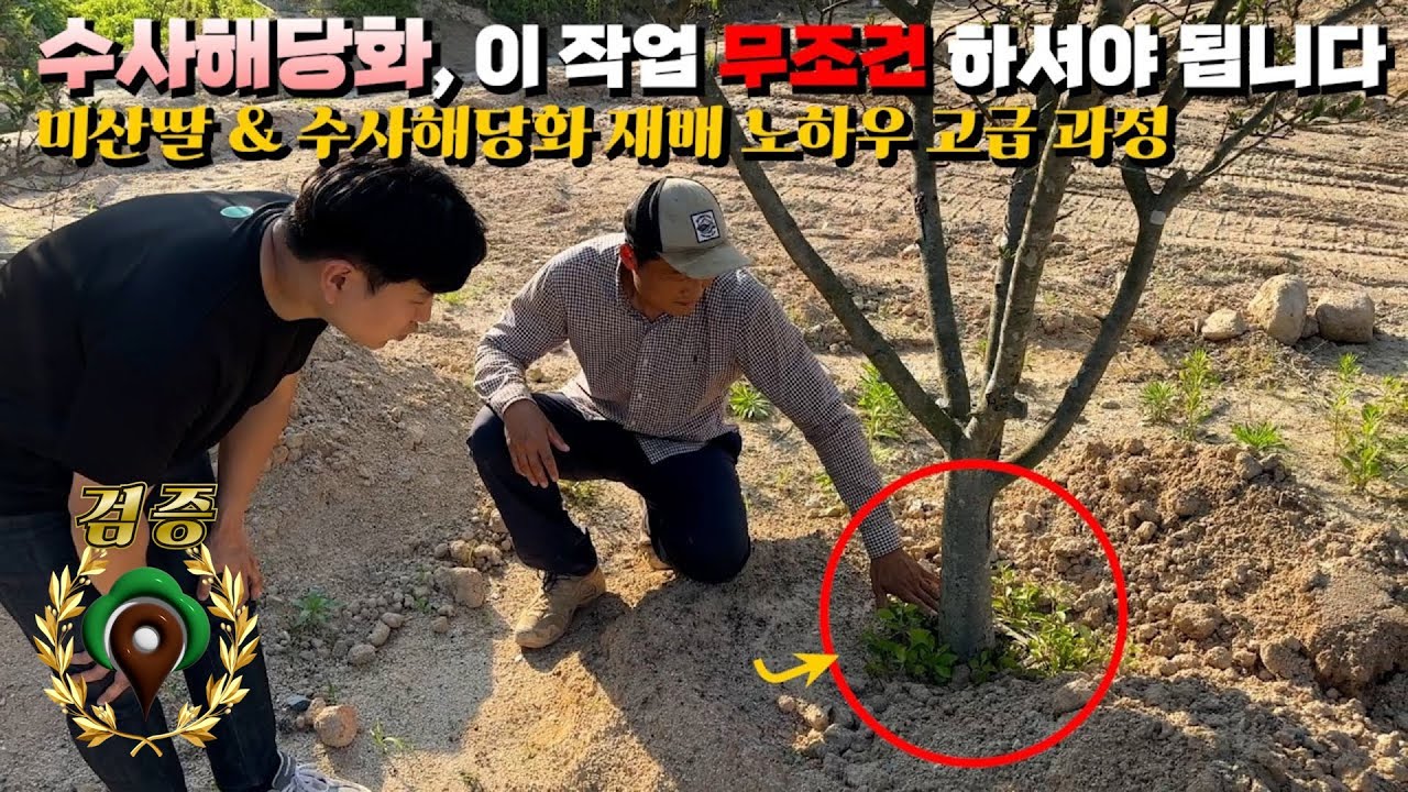 수사해당, 미산딸 재배 노하우 확실하게 알려드릴게요! 반드시 알아야 할 것들,  물? 비료? 전지? 병충해? [나무부자팜]