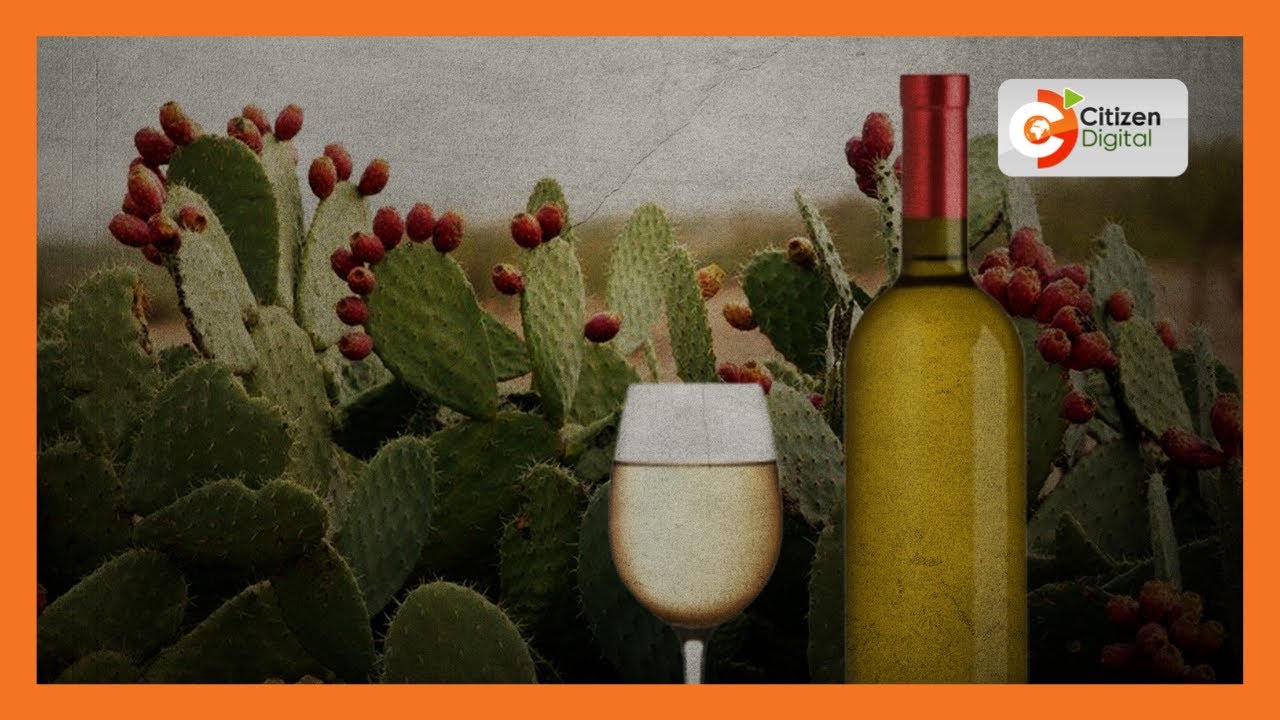 Food scientists making wine from cactus plants