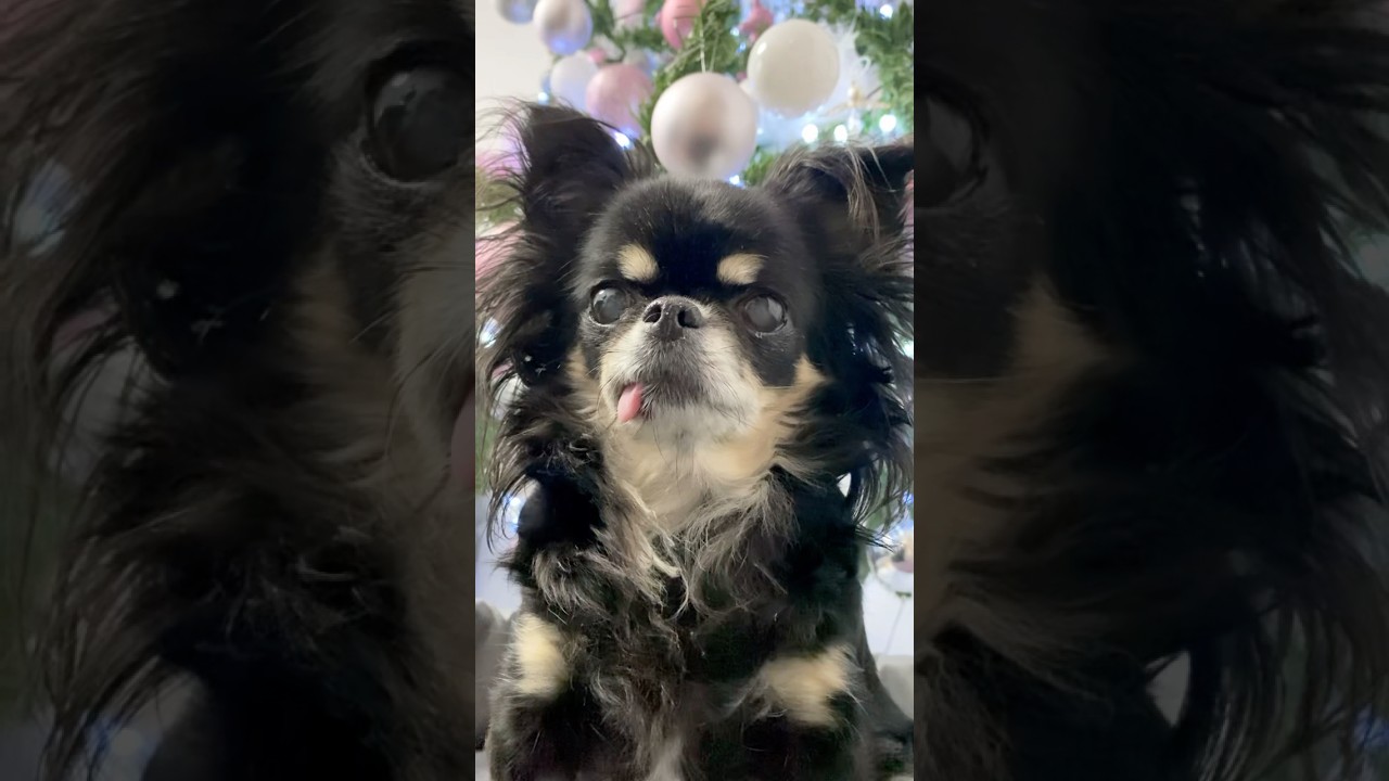 xmas mood 🎄#dog#christmas#chihuahua#shorts#shortsvideo#youtube#youtubeshorts#viral#trending#cutepet