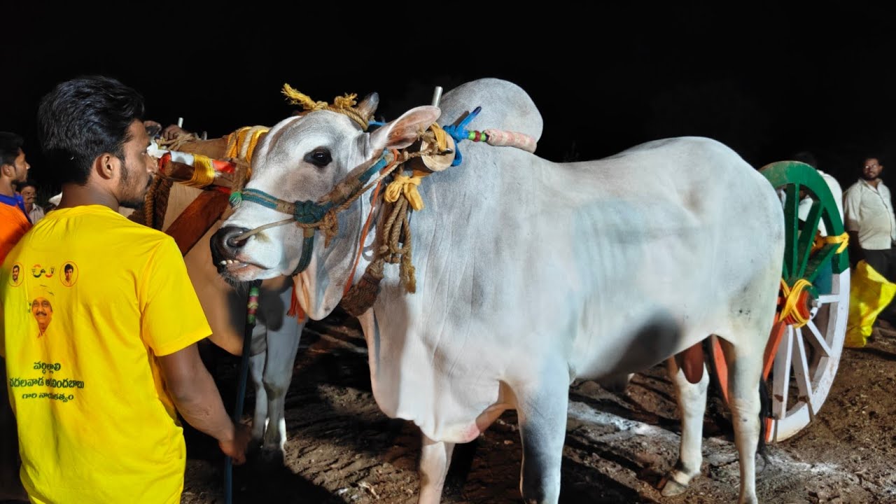 చింత్రియాల పూటి ప్రదర్శన 9వ జత కొప్పుల. హేమలత శ్రీనివాసరెడ్డి గారు రామలక్ష్మీపురం సూర్యాపేట జిల్లా 