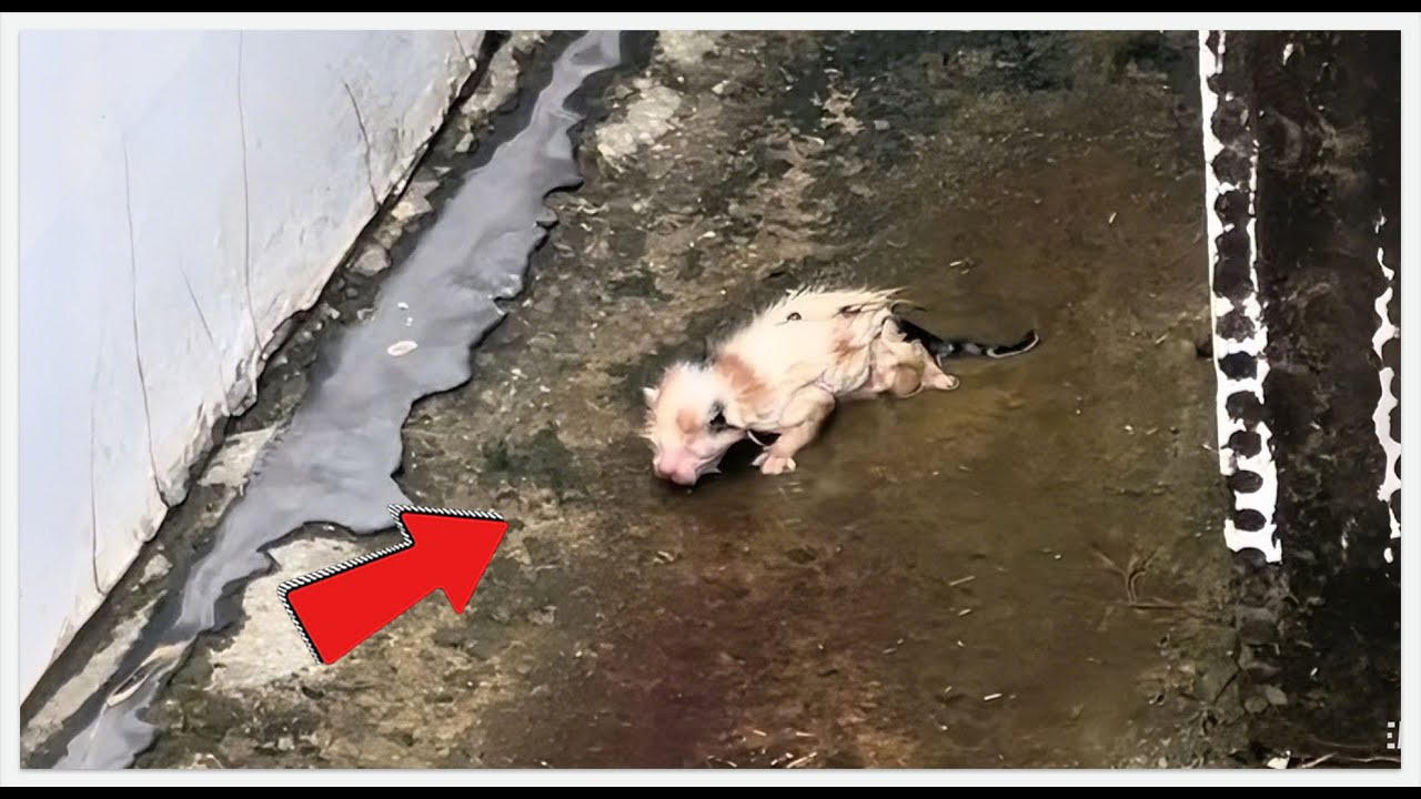 Эта кошка не должна была выжить... Ее преображение вас шокирует! #спасательныеработы #спасение