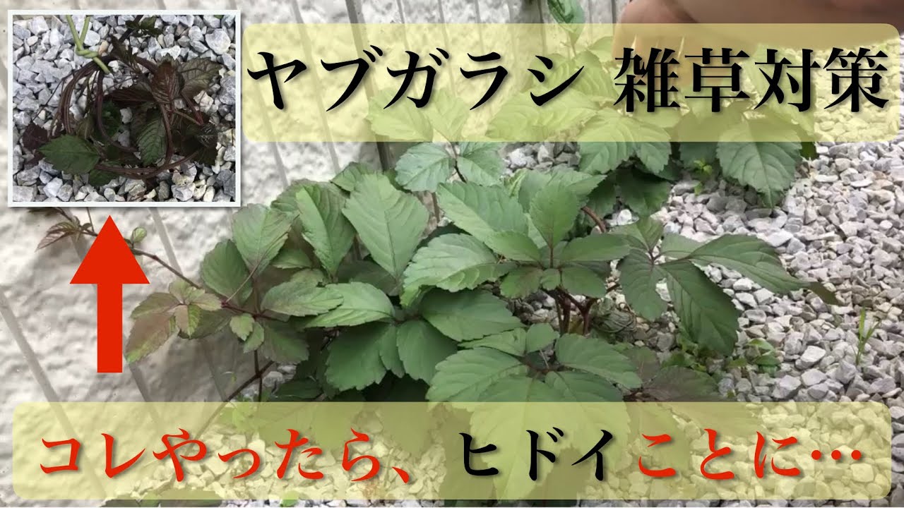 ヤブガラシの雑草対策。３つの方法でやってみた。