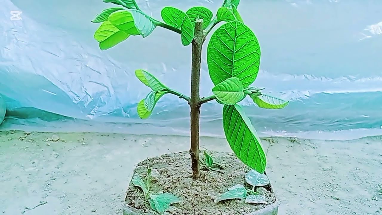 পেয়ারার ডাল থেকে চারা উৎপাদন পদ্ধতি।