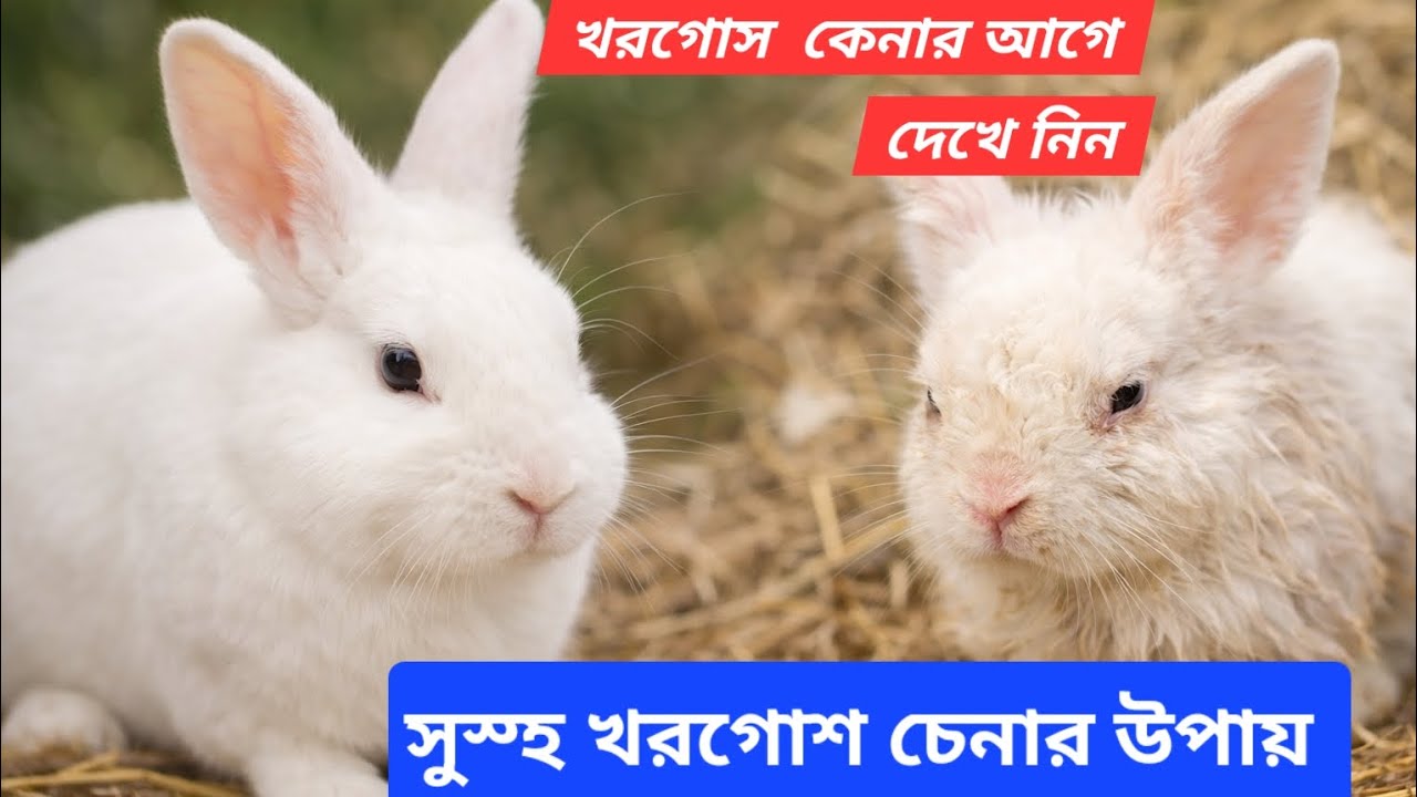 ভালো খরগোশ কিনবেন কিভাবে? | How to Choose a Healthy Rabbit